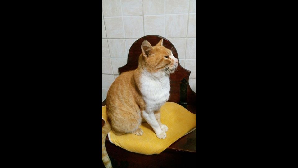 Emanuele Filiberto, il gatto di Tommasina&nbsp;