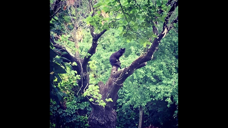 Balotelli, il gatto di Claudio&nbsp;