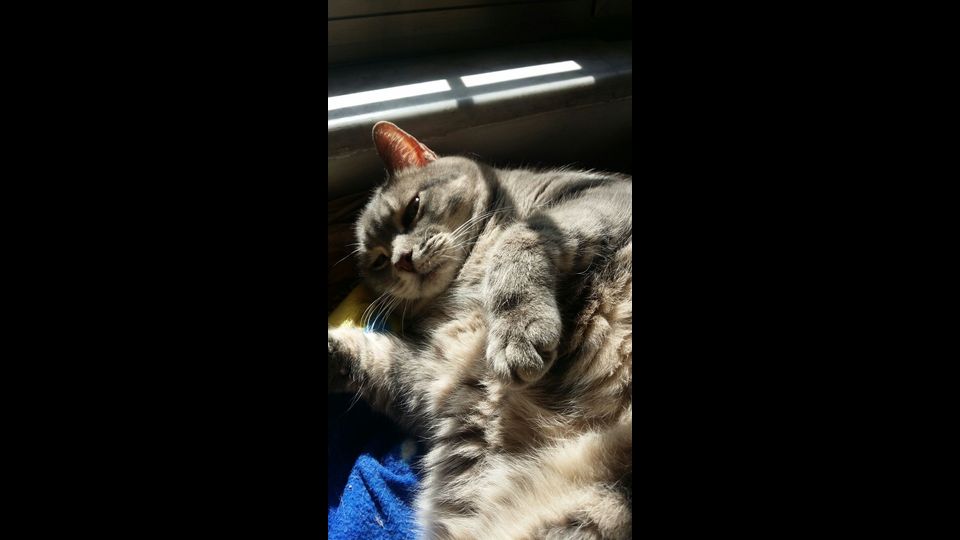 Il gatto di Alessandra&nbsp;