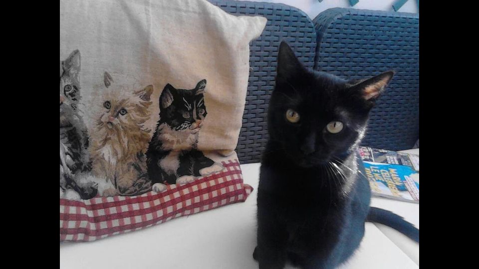 Il gatto di Cristiana&nbsp;