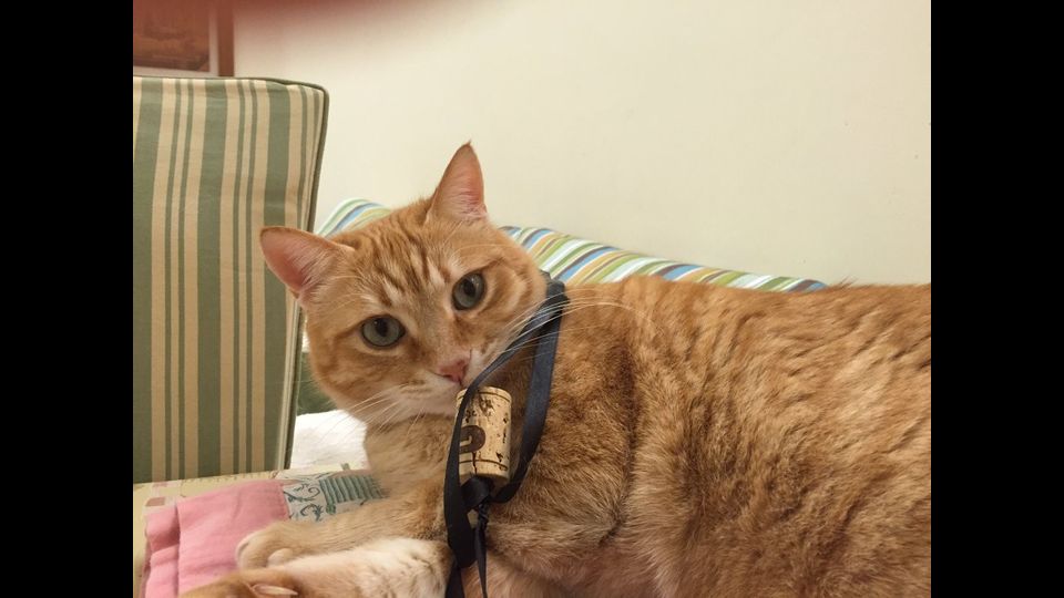 Il gatto di Luca che ama il buon vino&nbsp;