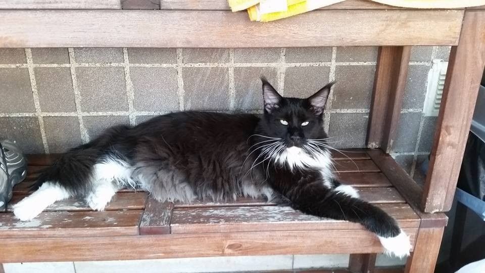 Il gattone di Roberto&nbsp;