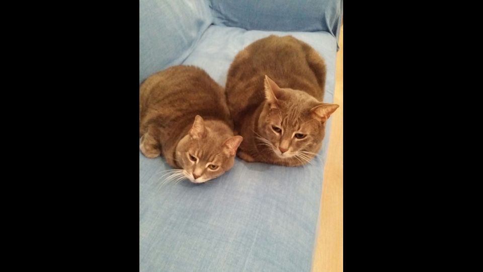 Musi e Cirillo i gatti di Giuseppe&nbsp;