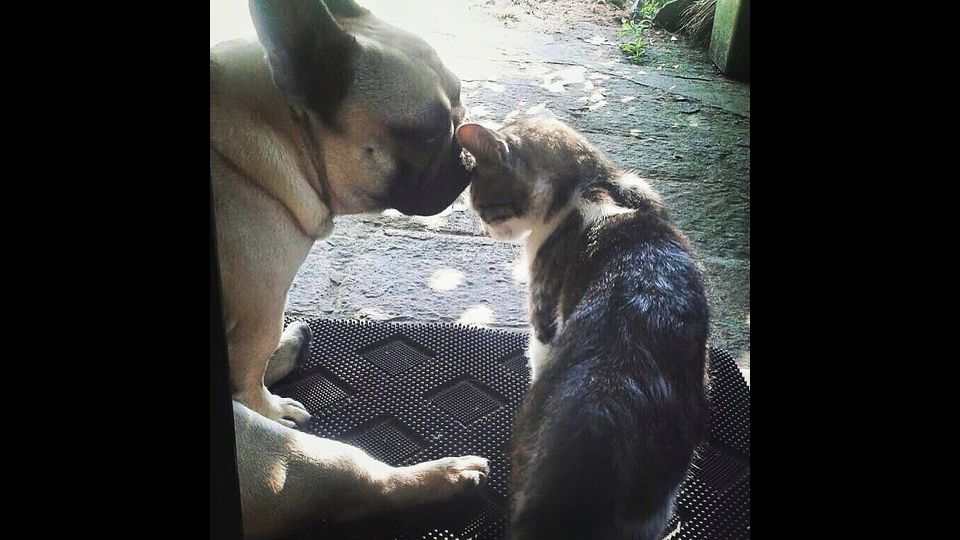 Nello e Felix, gli amici a quattro zampe di Marina&nbsp;