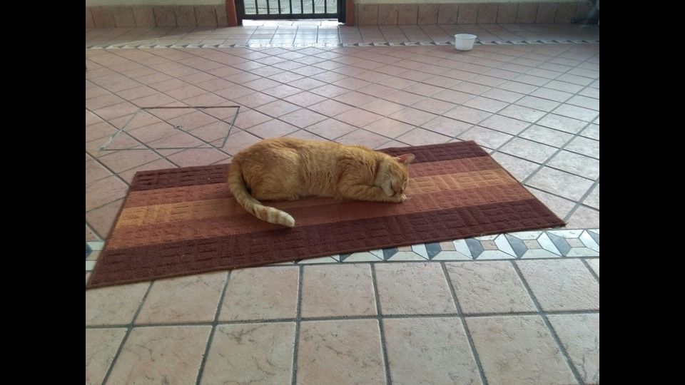 Nemo, il gatto di Melania&nbsp;