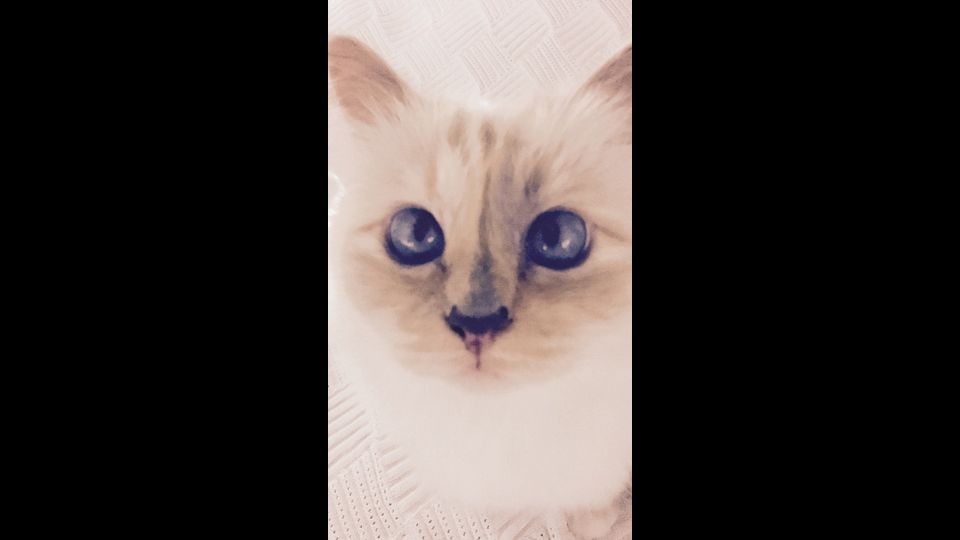 Chopuette, il micio dello stilista Karl Lagerfeld&nbsp;