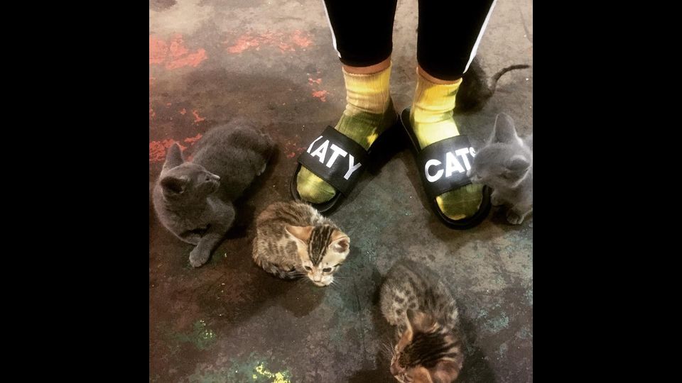 I gatti della cantante Katy Perry&nbsp;