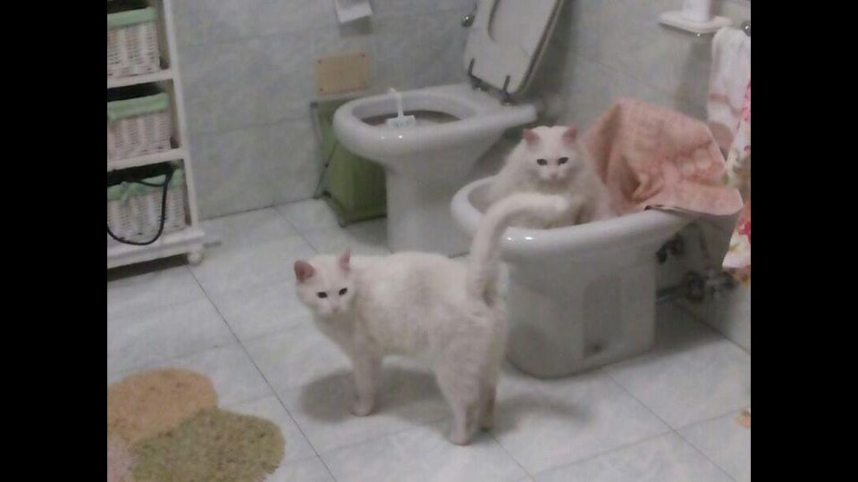 I gatti di Chiara Galizzo&nbsp;