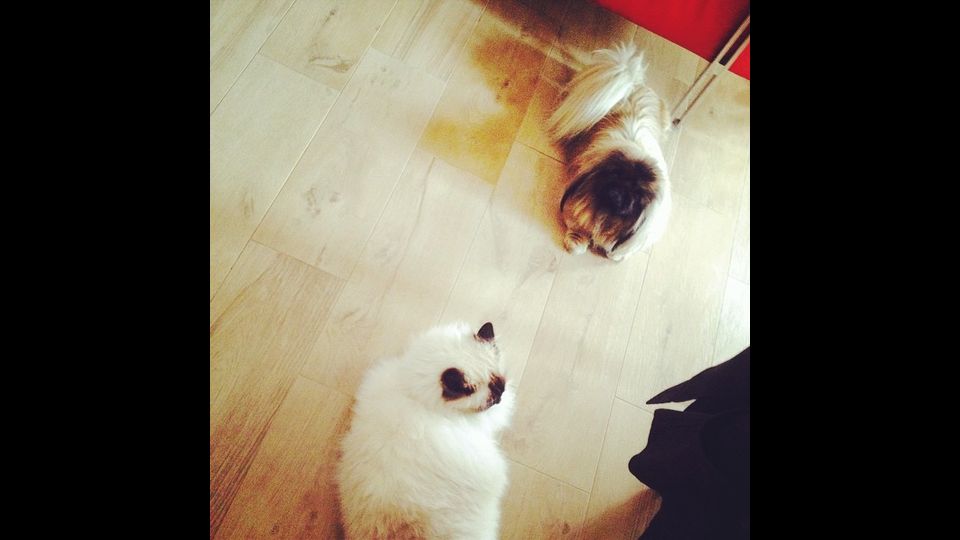 Il gatto di Anna Falchi con l'amico cane&nbsp;