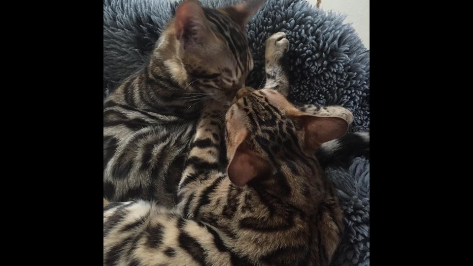 Mali e Togo i gatti dello stilista Stefano Gabbana&nbsp;