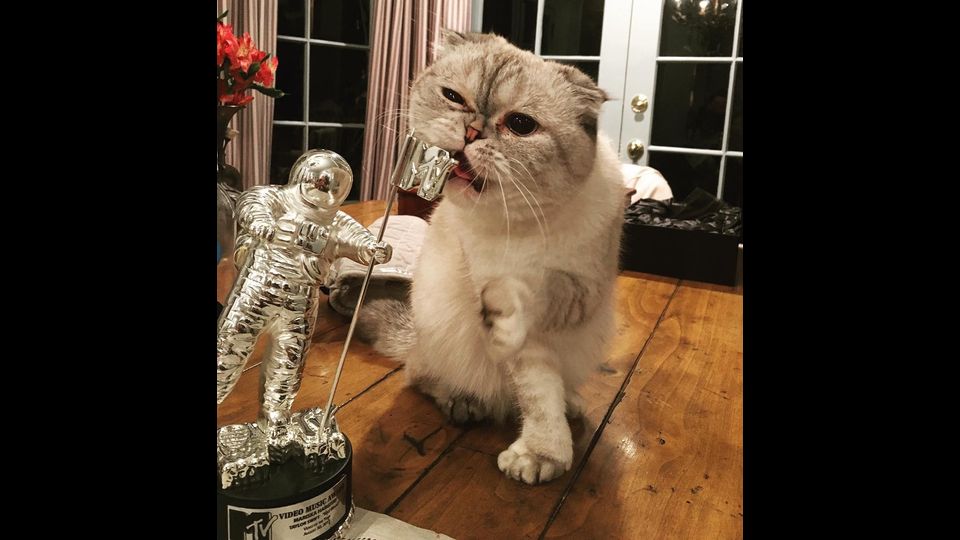 Olivia Benson, il gatto di Taylor Swift&nbsp;