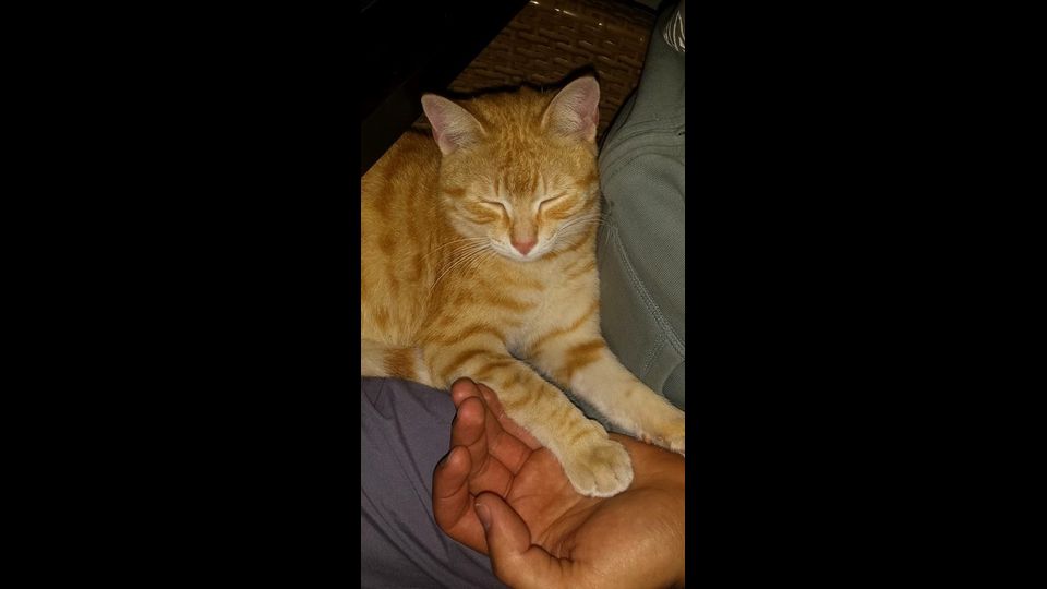 Giornata del gatto, sui social dilagano i mici &nbsp;