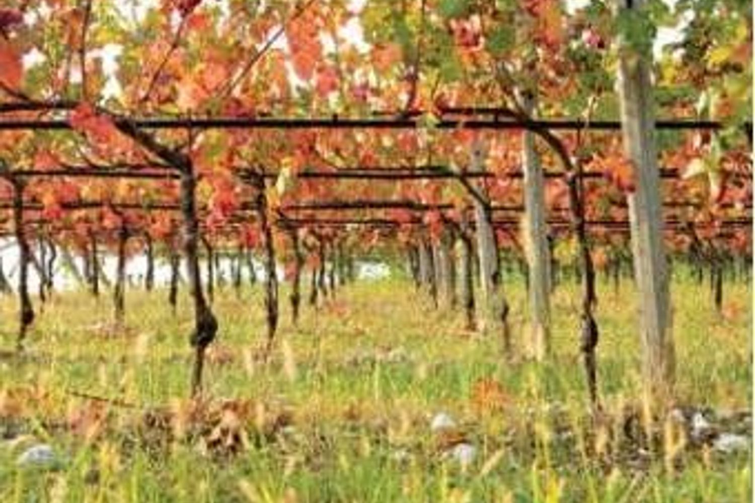 &nbsp;vigneto - consorziolugana