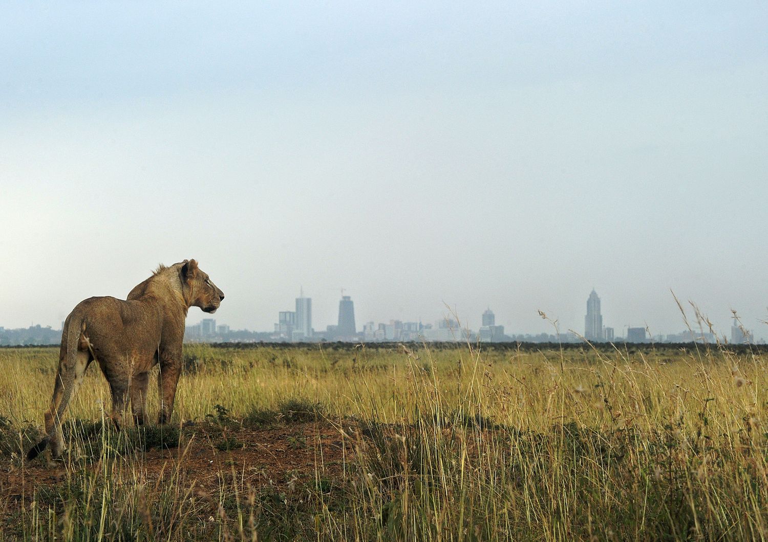 &nbsp;Kenia leone al Nairobi National Park - afp