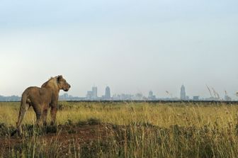 &nbsp;Kenia leone al Nairobi National Park - afp