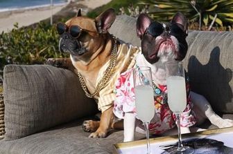 Barboncini su jet privati, Yorkshire a bordo piscina o 'al volante' di una Maserati, carlini ingioiellati che sorseggiano champagne: sono i cani dei milionari, protagonisti su Instagram. Dopo le foto dei #richkidsofinstagram, i figli dei ricchi seguiti da oltre 200mila persone, &egrave; la volta dei loro amici a quattro zampe che hanno conquistato oltre 25mila persone sintonizzate sulle loro gesta. @mayorb (Foto Instagram)