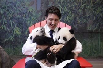 Trudeau con i Panda (foto da twitter)&nbsp;