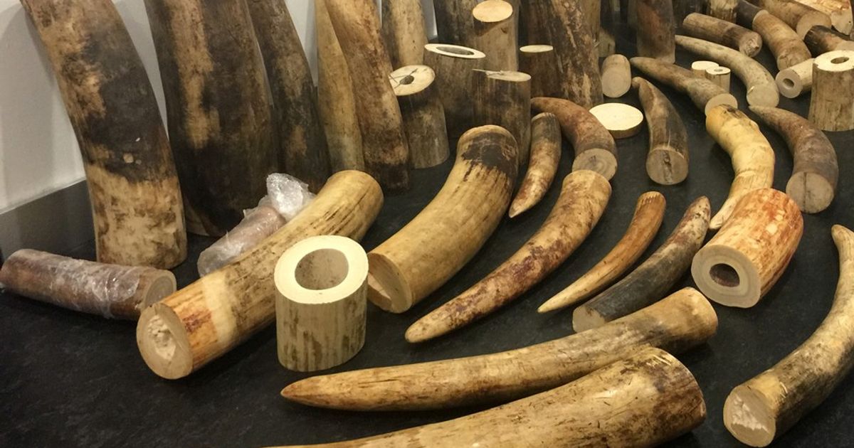 Zanne Di Elefante Le 6.000+ Migliori Foto Di Zanne Di Elefante