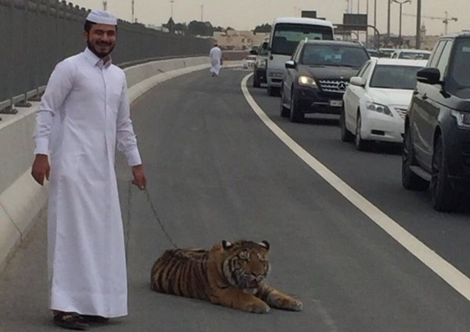 Doha tigre passeggia tra le macchine