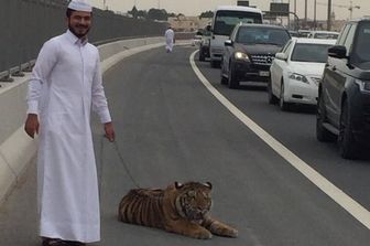 Doha tigre passeggia tra le macchine