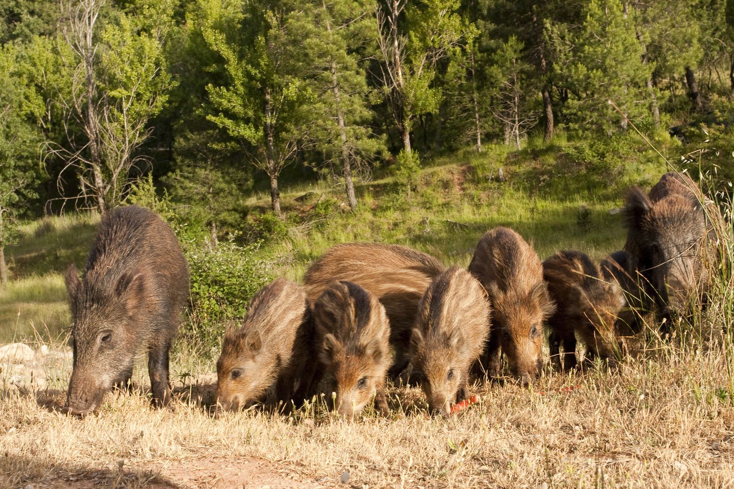 famiglia di Cinghiali (Afp)