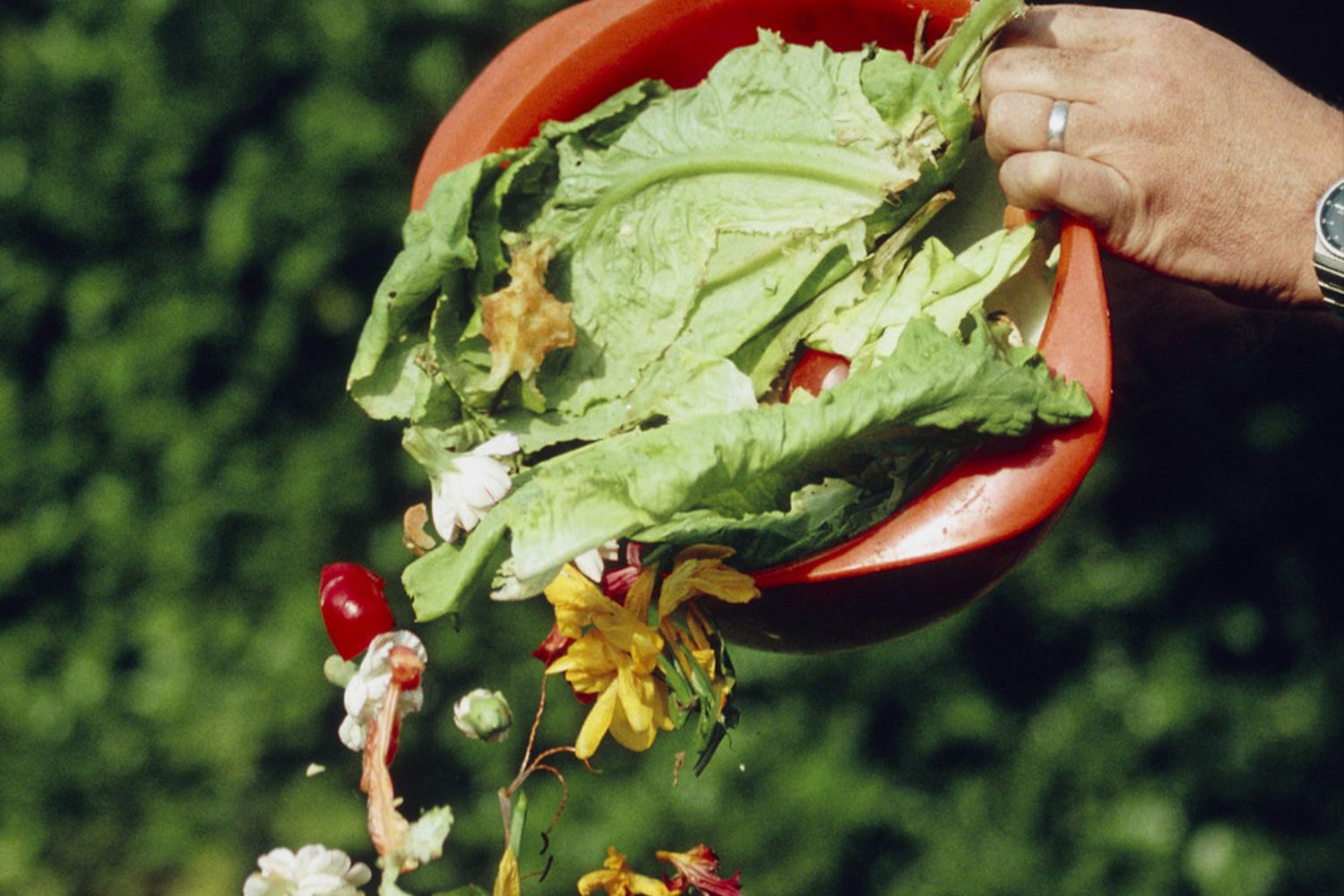 scarti alimentari spazzatura cibo (Agf)