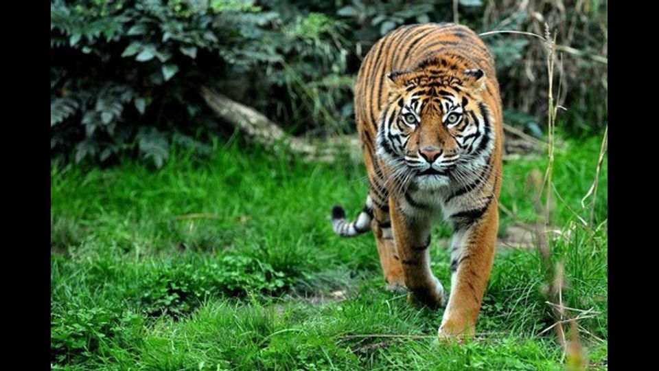 &nbsp;Al Bioparco di Roma arriva Tila