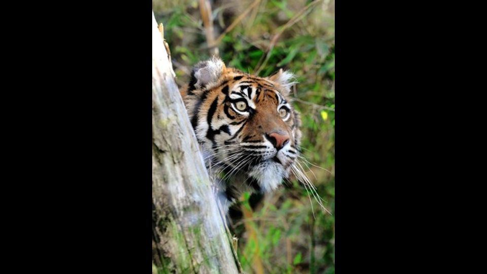 &nbsp;Al Bioparco di Roma arriva Tila