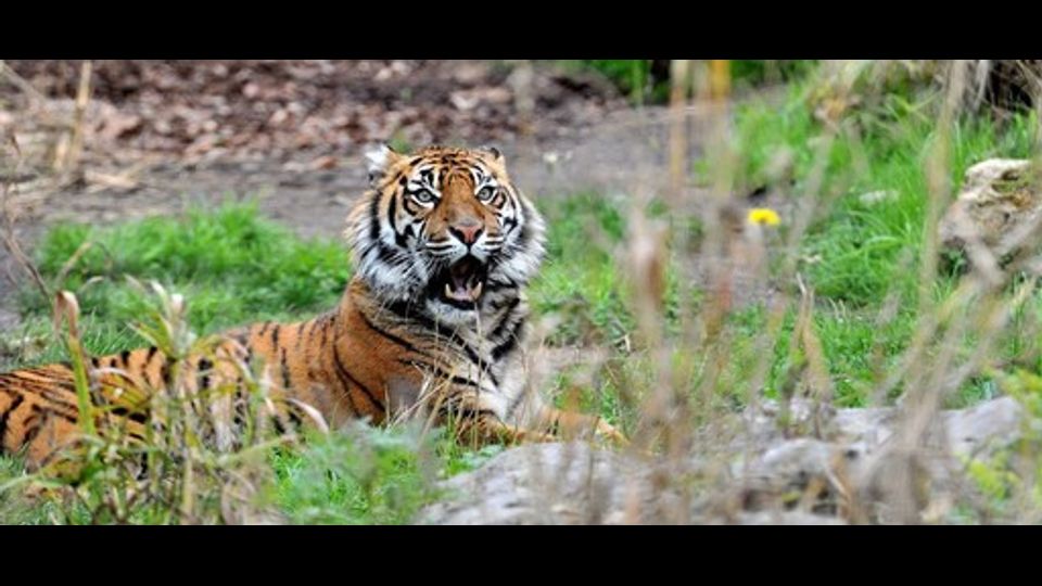 &nbsp;Al Bioparco di Roma arriva Tila