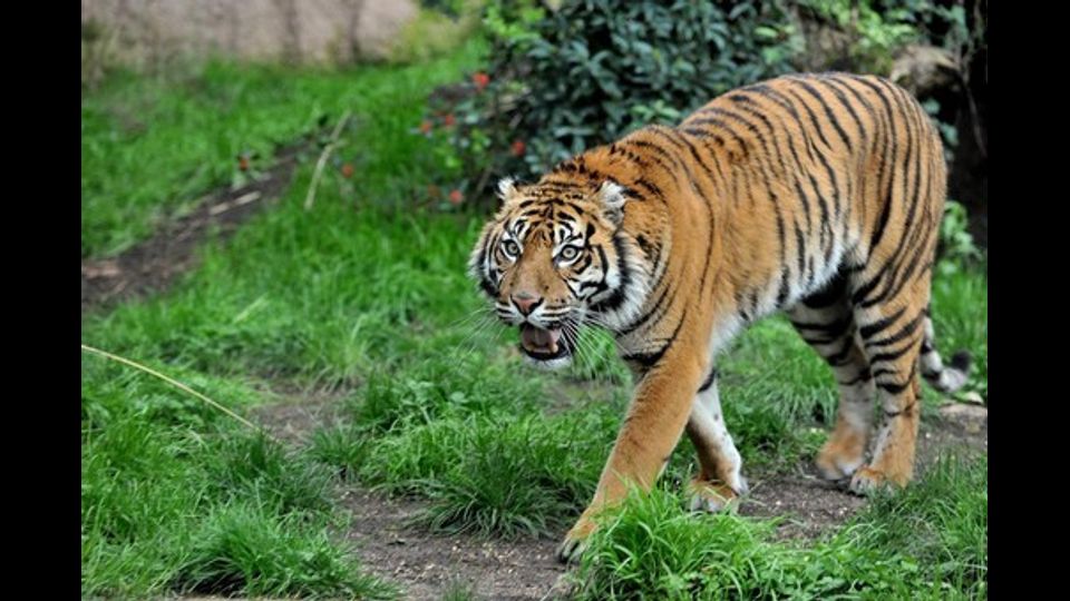 &nbsp;Al Bioparco di Roma arriva Tila