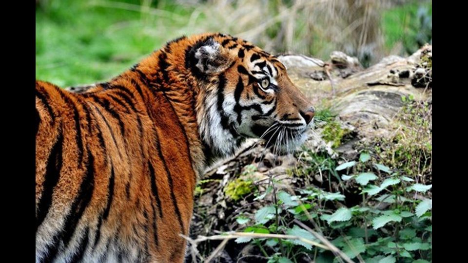 &nbsp;Al Bioparco di Roma arriva Tila