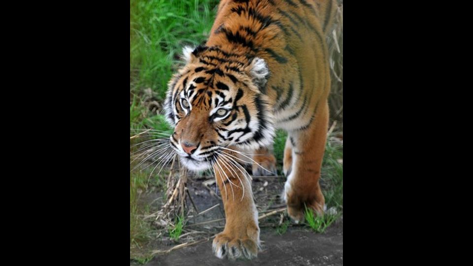 &nbsp;Al Bioparco di Roma arriva Tila