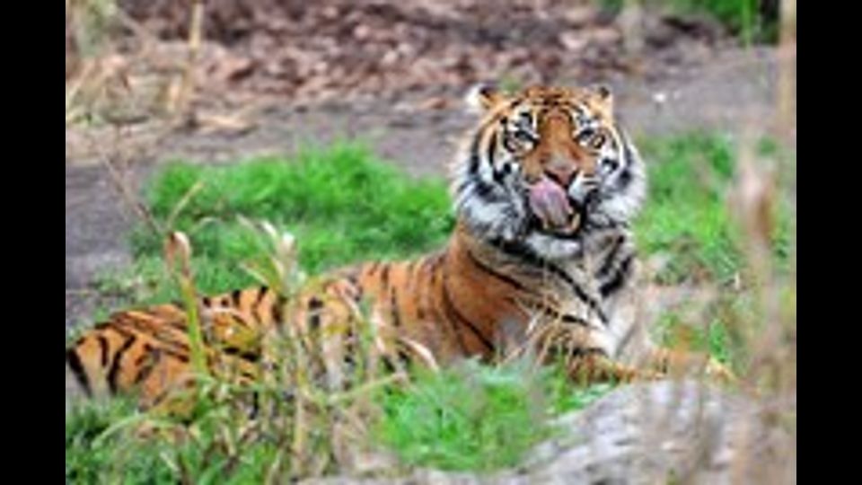 &nbsp;Al Bioparco di Roma arriva Tila