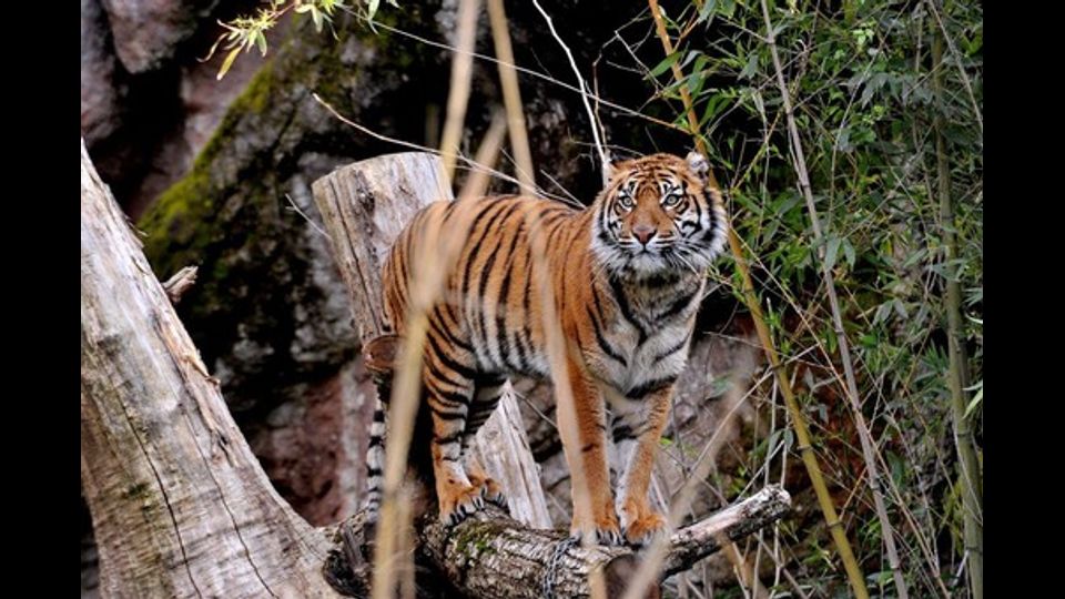 &nbsp;Al Bioparco di Roma arriva Tila