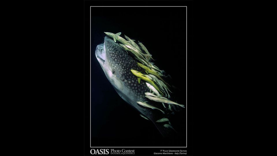 Oasis Magazine Photographer 2015: foto finalista nella sezione&nbsp;&quot;Subacquea - Underwater&quot; - Giacomo Marchione, La Loggia, TO, Italia &nbsp;