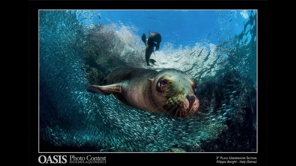 Oasis Magazine Photographer 2015: foto finalista nella sezione&nbsp;&quot;Subacquea - Underwater&quot; -  Filippo Borghi, Siena, Italia &nbsp;