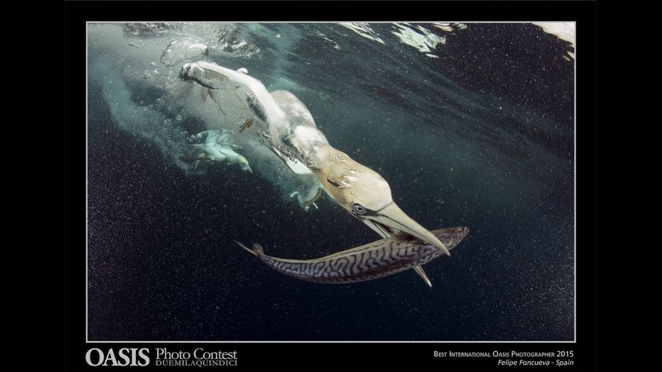 &ldquo;Best International Oasis Photographer 2015&rdquo; e' stato assegnato al fotografo spagnolo Felipe Foncueva, con l&rsquo;immagine di un uccello marino ripreso sott'acqua durante la cattura di un pesce&nbsp;