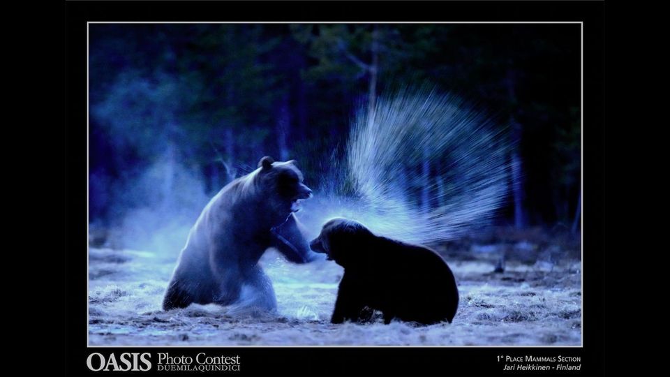 Oasis Magazine Photographer 2015: foto finalista nella sezione&nbsp;&quot;Mammiferi - Mammals&quot;  - Jari Heikkinen, KOouvola, Finland &nbsp;