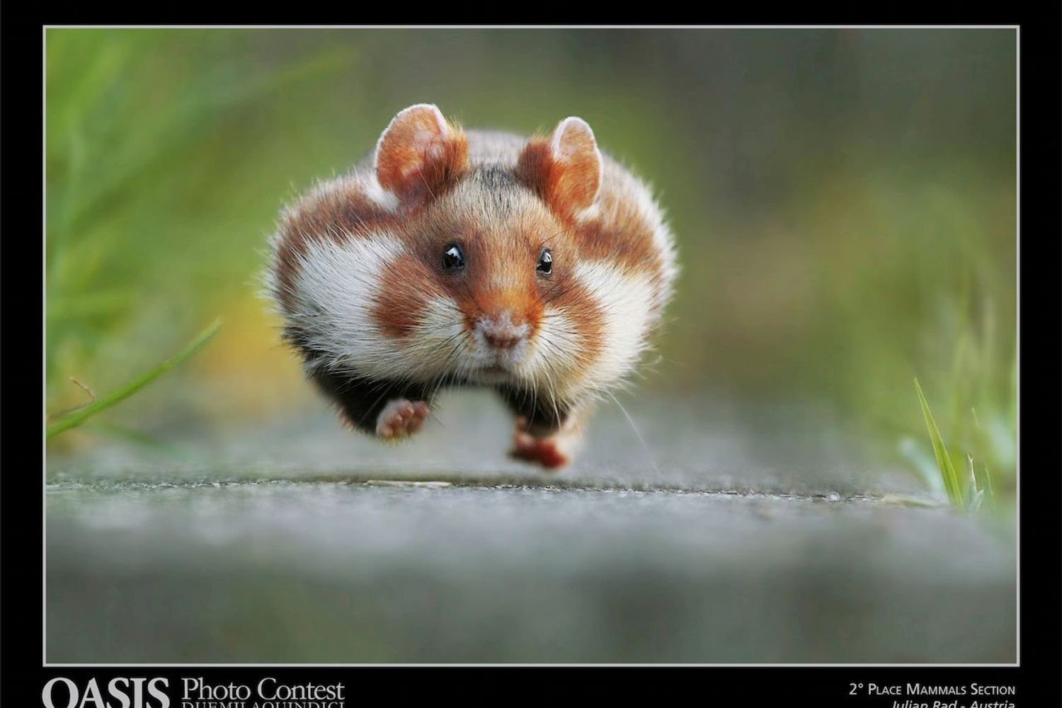 Oasis Magazine Photographer 2015: foto finalista nella sezione&nbsp;&quot;Mammiferi - Mammals&quot; - Julian Rad, Vienna, Austria &nbsp;