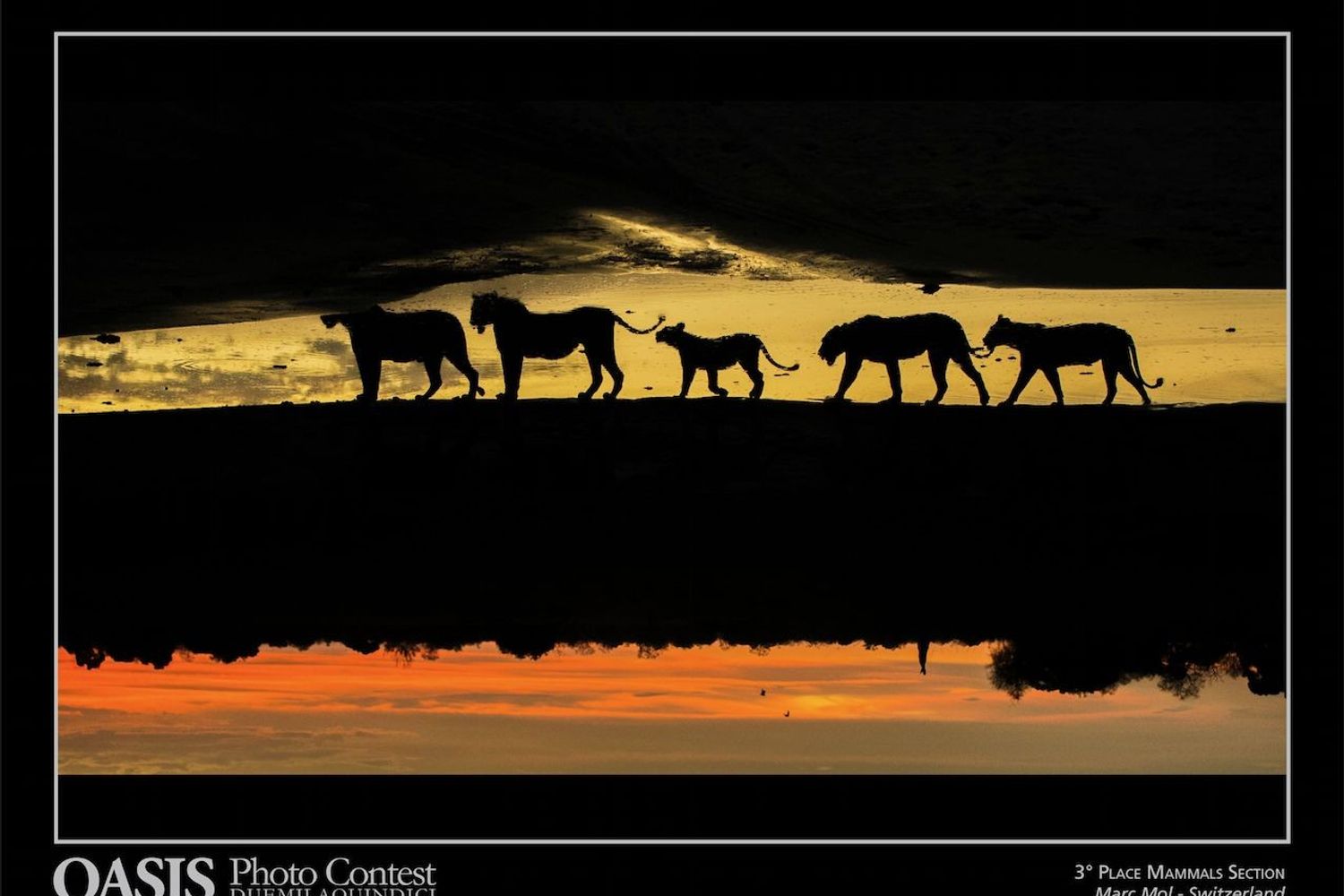 Oasis Magazine Photographer 2015: foto finalista nella sezione&nbsp;&quot;Mammiferi - Mammals&quot; - Marc Mol, Laufen, Switzerland&nbsp;