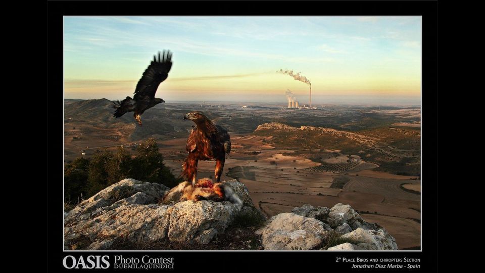 Oasis Magazine Photographer 2015: foto finalista nella sezione&nbsp;&quot;Uccelli e Chirottieri - Bird...&quot;Ropters&quot; - Jonathan Diaz Marba, Zaragoza, Spain &nbsp;