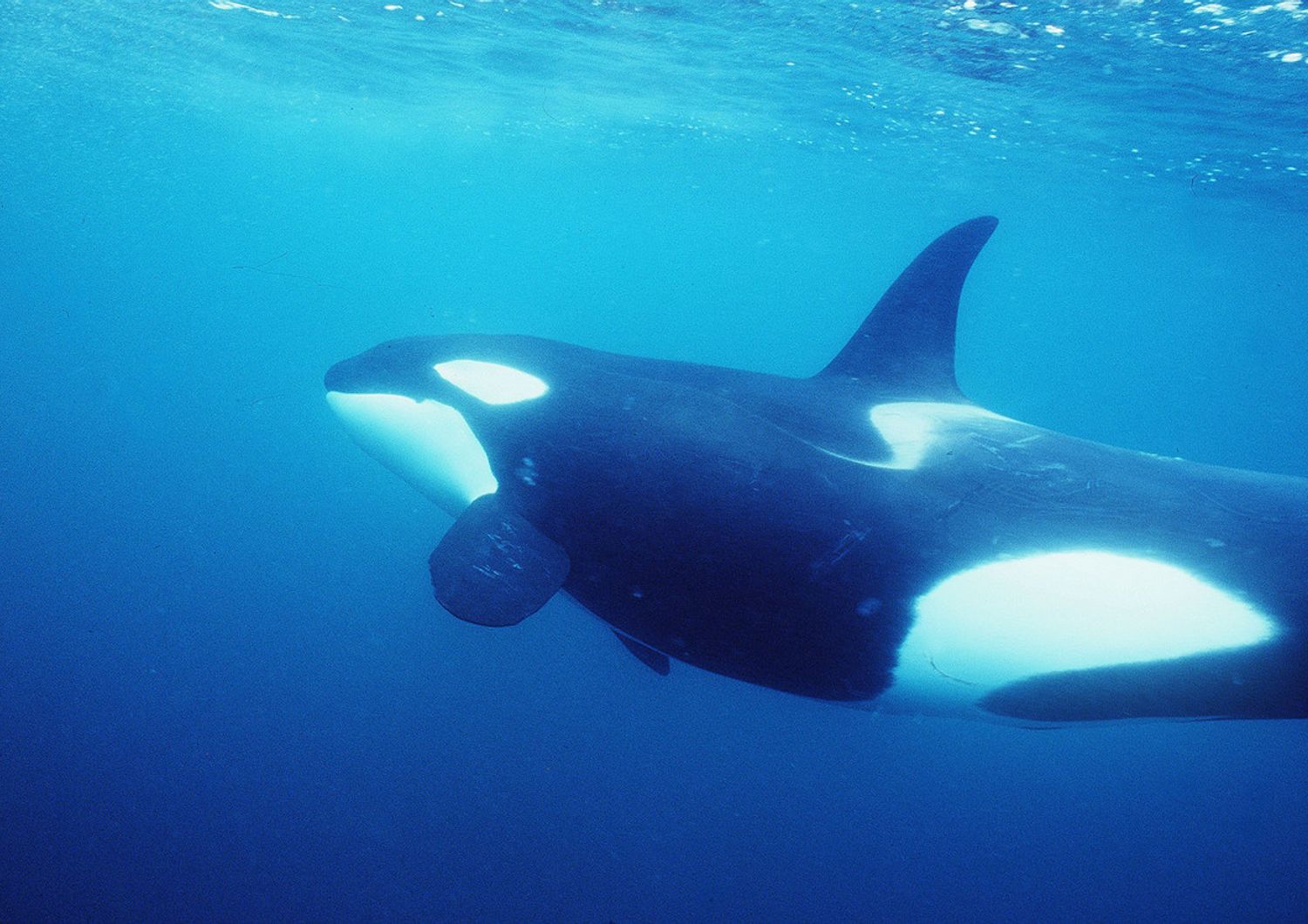 Vittoria animalista, stop a spettacoli orche entro il 2019&nbsp;