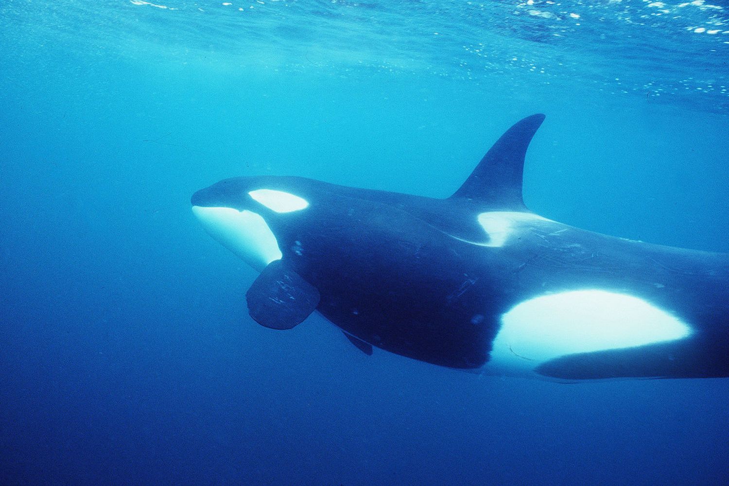 Vittoria animalista, stop a spettacoli orche entro il 2019&nbsp;