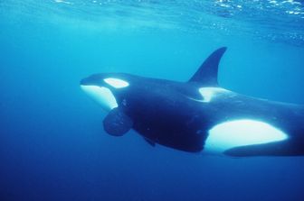 Vittoria animalista, stop a spettacoli orche entro il 2019&nbsp;
