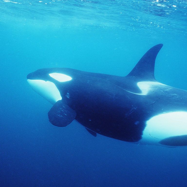 Vittoria animalista, stop a spettacoli orche entro il 2019&nbsp;