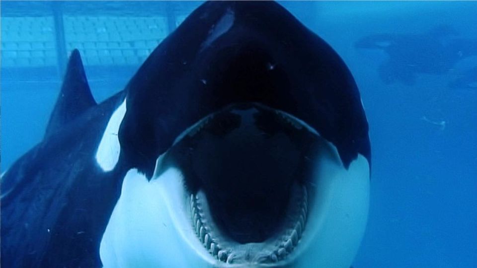 &nbsp;Vittoria animalista, stop a spettacoli orche entro il 2019&nbsp;