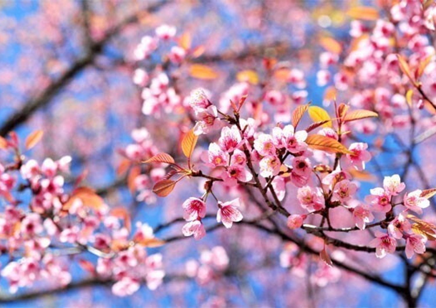 Un caldo 19 marzo annuncerà l'arrivo della primavera