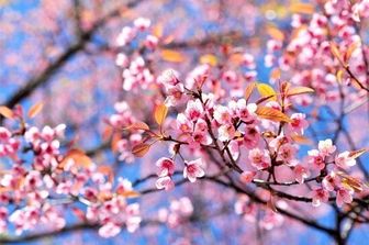 primavera mandorlo&nbsp;