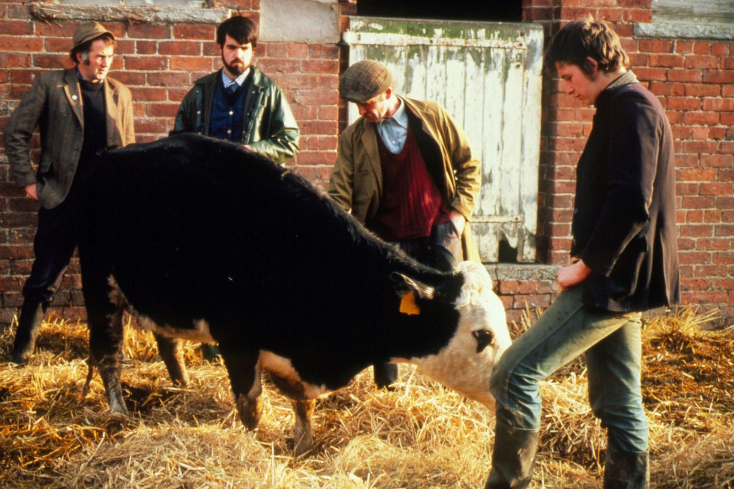 &nbsp;Mucca pazza, mucca, coldiretti, carne, bovino