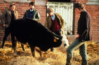 &nbsp;Mucca pazza, mucca, coldiretti, carne, bovino